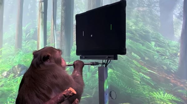 Видео: обезьяна играет в пинг-понг на компьютере при помощи импланта Neuralink